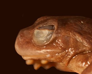 Media type: image;   Herpetology A-25647